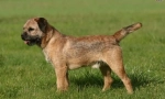 Border terrier